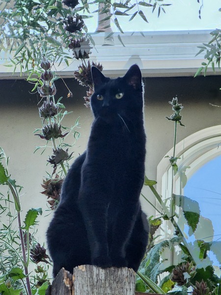 Zoey Sunflower