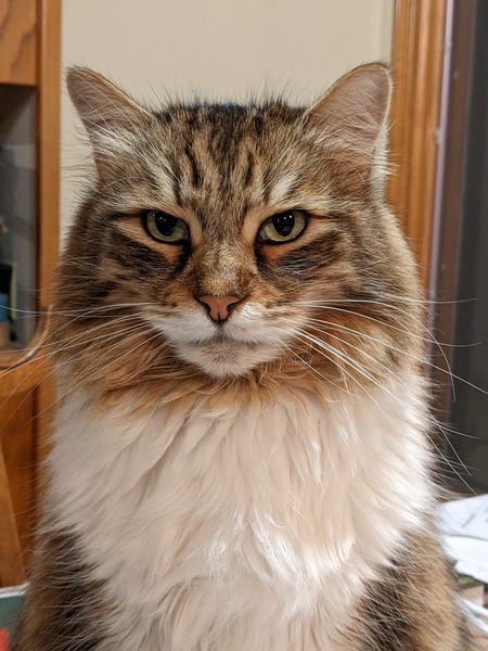 Fonzie