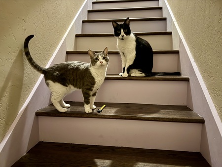 Stormy and Oreo