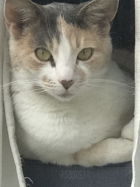 Luna
