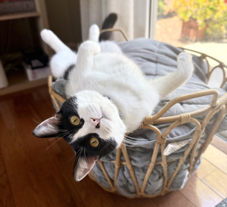 Oliver