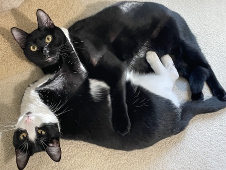 Waffle & Pancake