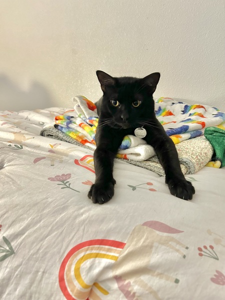 Merlin