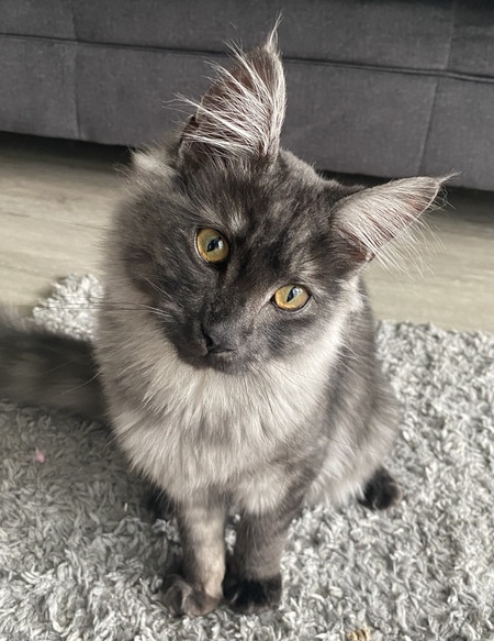 Gypsy