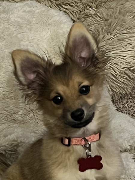 Piper 