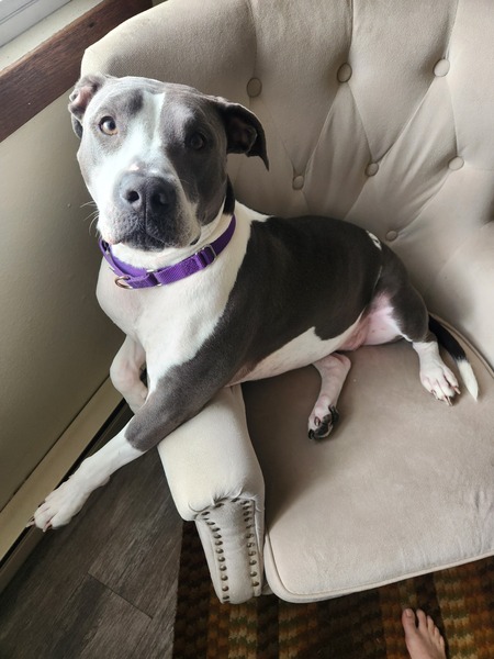Gracie