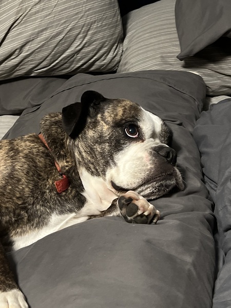 Pepper