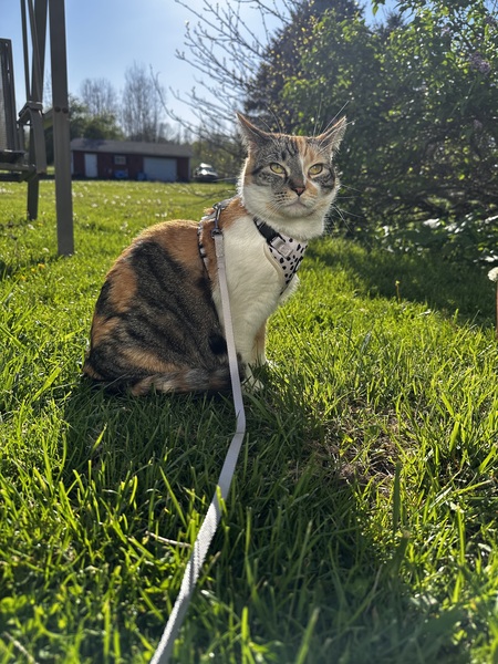 Lila Jane