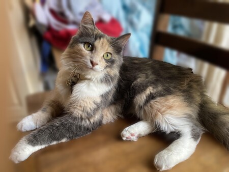 Lily