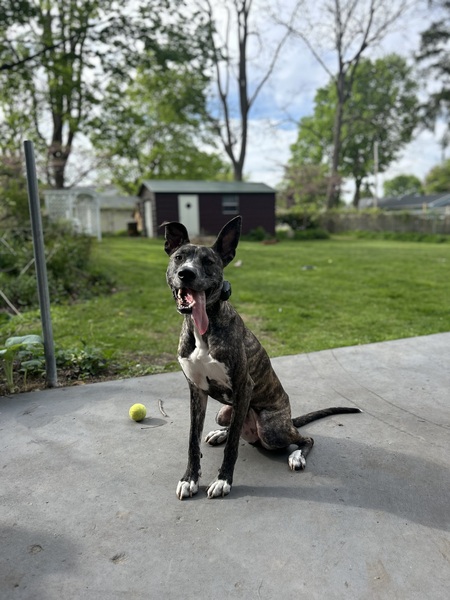 Maggie