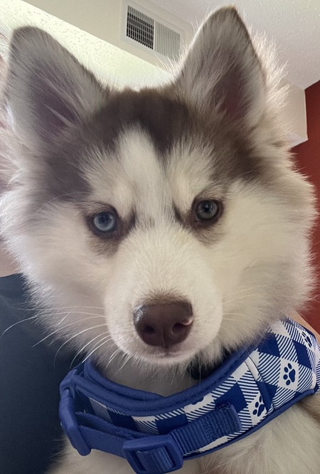 Bodhi
