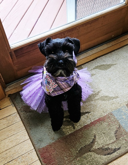 Sassy Joy