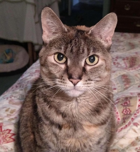 Missy