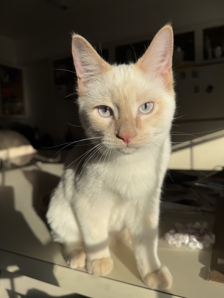 kimchi