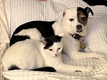 Lola and Gracie 