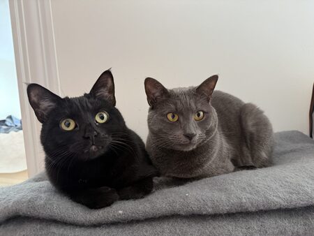 Stevie Nicks & Gandalf the Grey