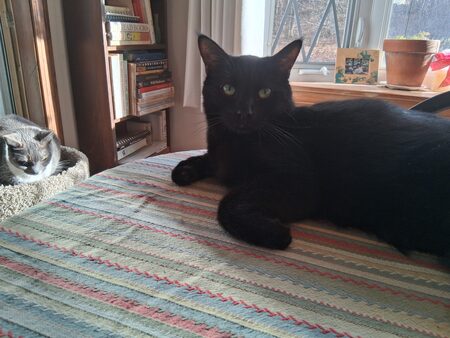 Harlow