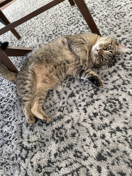 Rory (fka Tiger)