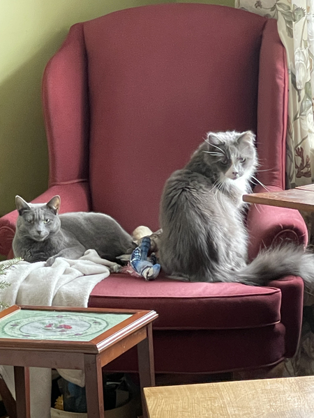 Linnet & Gawain