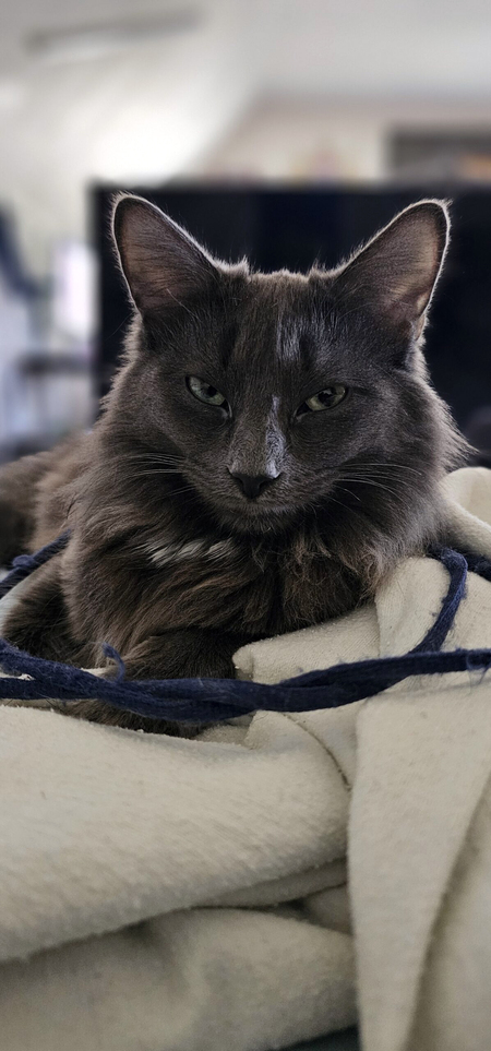 Pepper