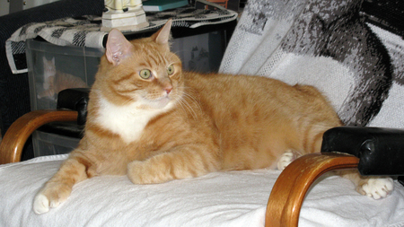 Francis