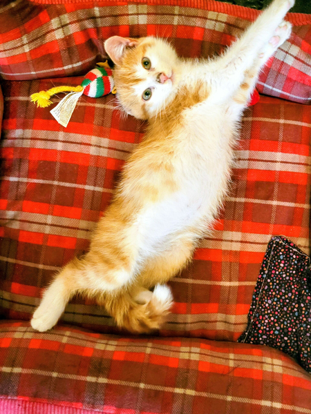 Creamsicle
