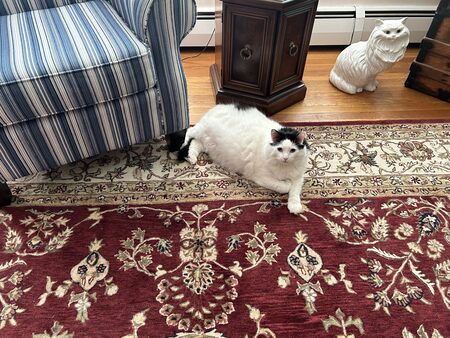 Missy