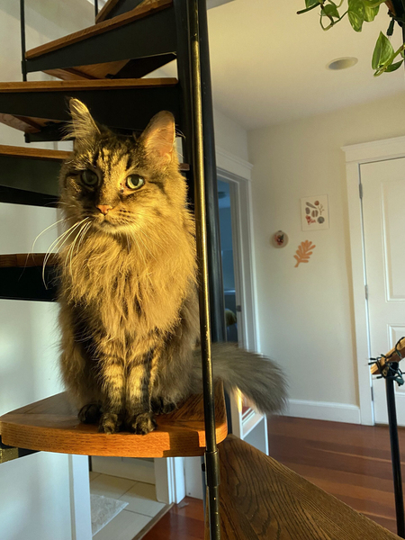 Maggie