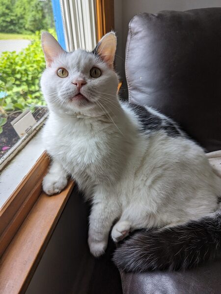 Mr. Spock