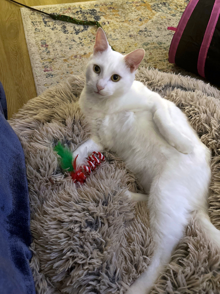Ollie AKA Mr. Pop