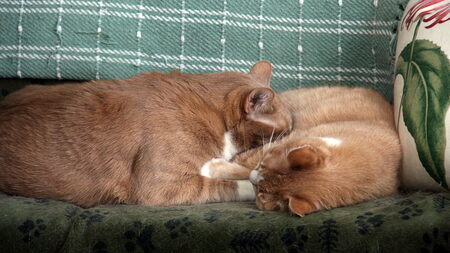 Peanut & Squash