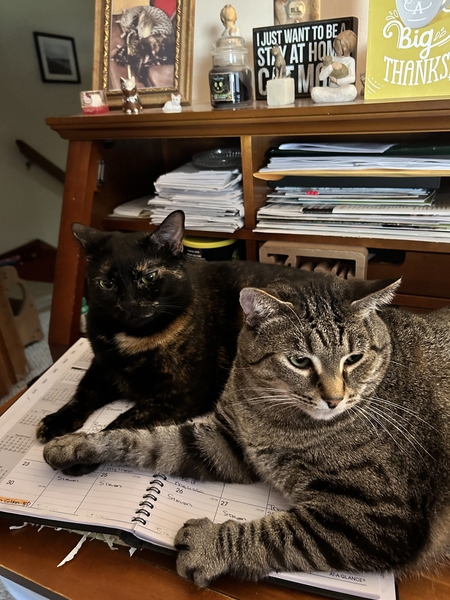 Marks Cats