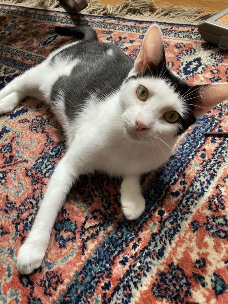 Mischa