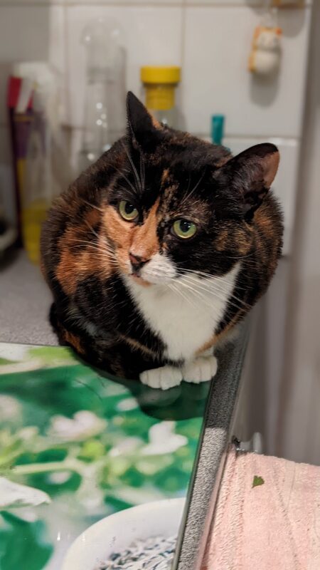 Jasmine