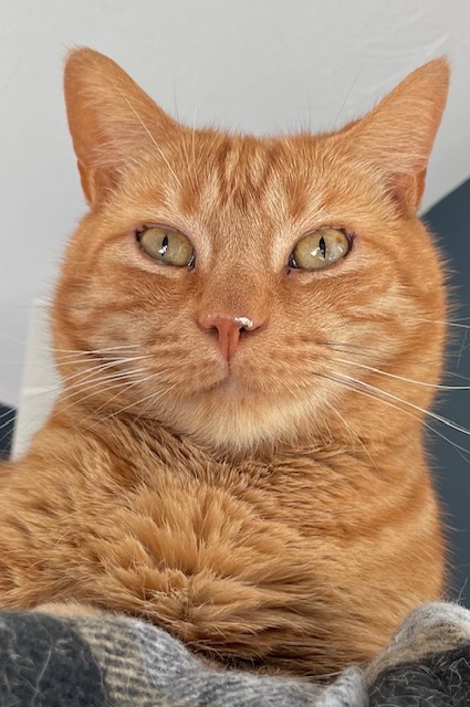 Linus