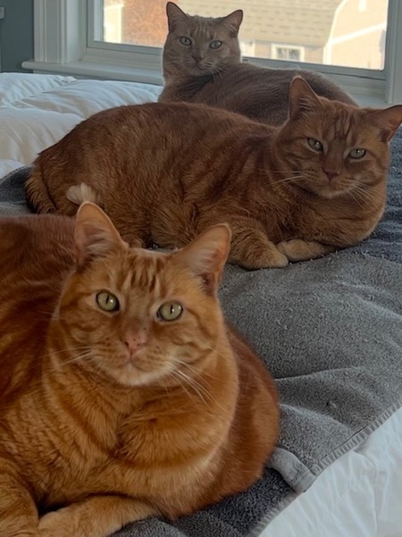 Rory & Linus & Violet