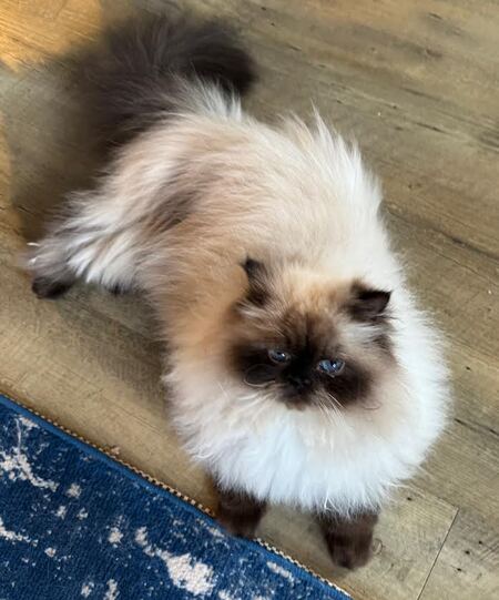Mochi