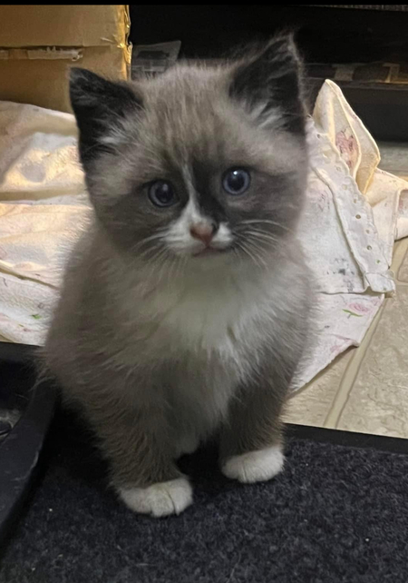Precious