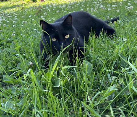 Gustavo