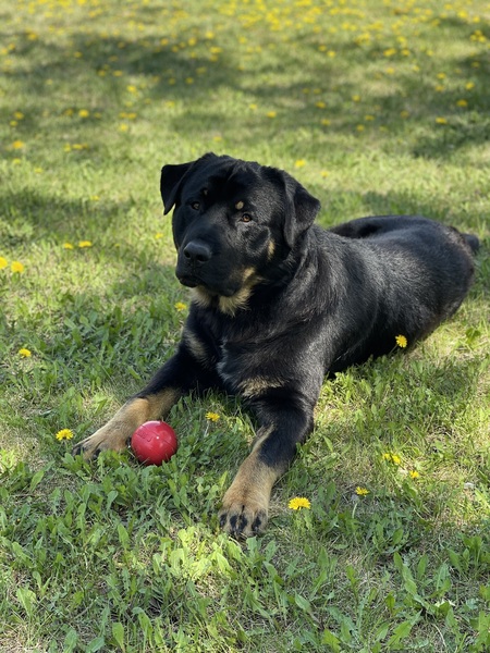 Timber