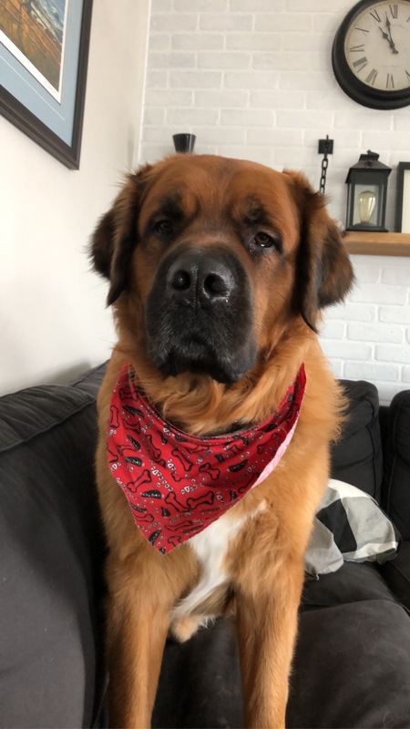 Sarge