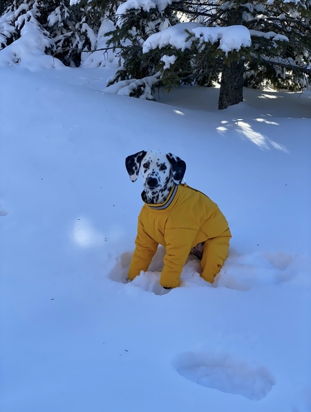 Rosie