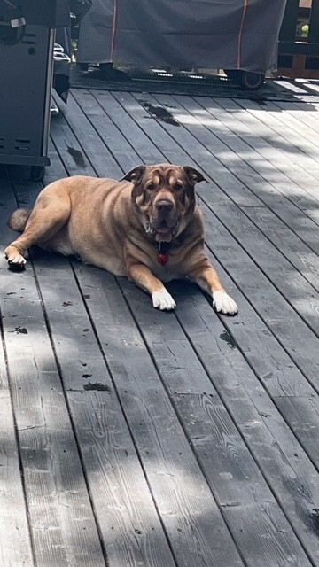 Dexter