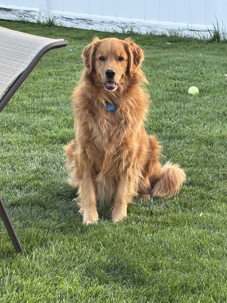 Sabretooth