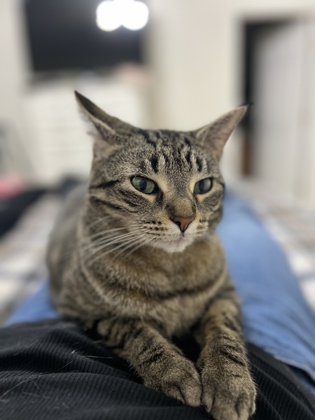 Cora