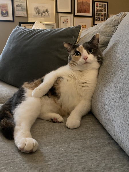 Amelia