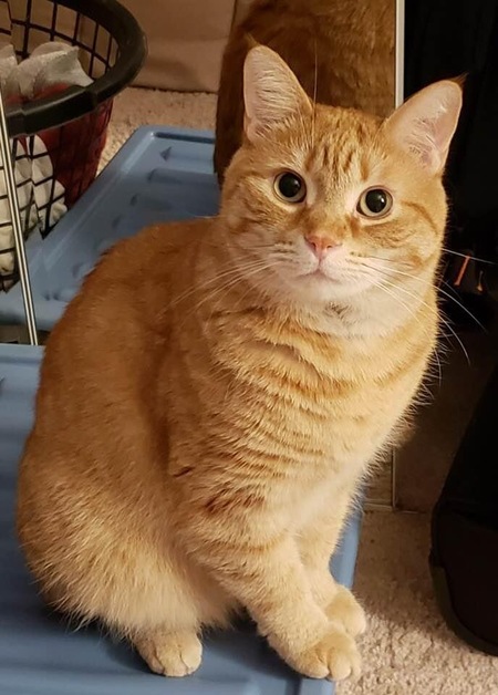 Chip
