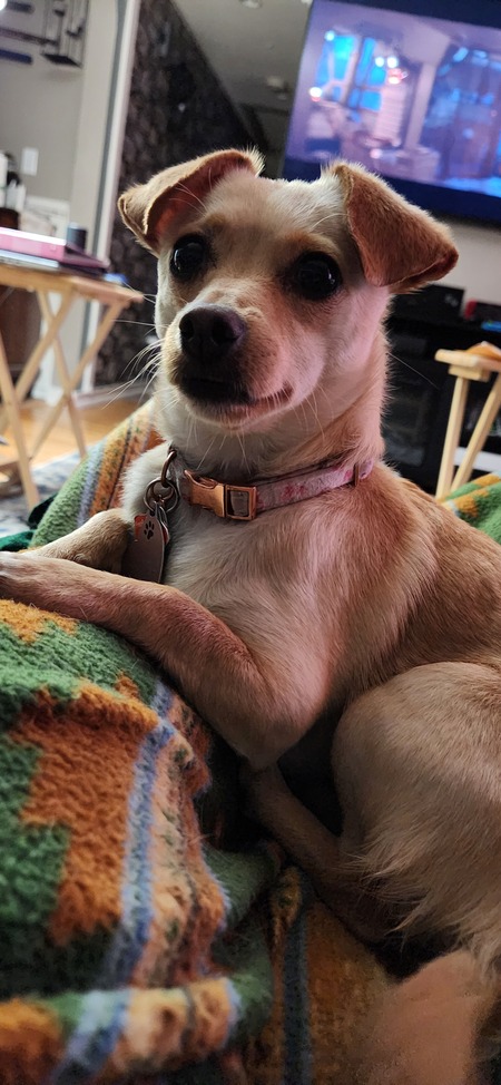Dobby 