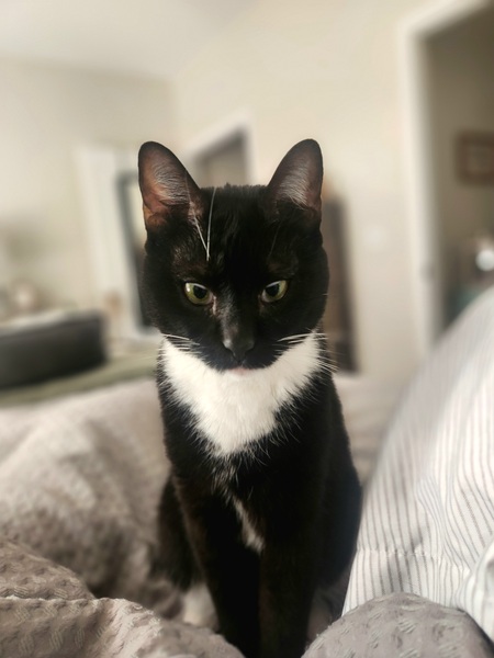 Gigi