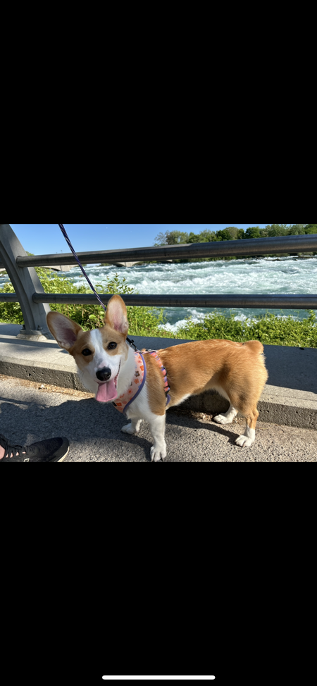 Daisy